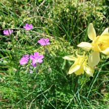 Again wonderful flowers